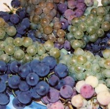 Vineyard / Blueberry Formula