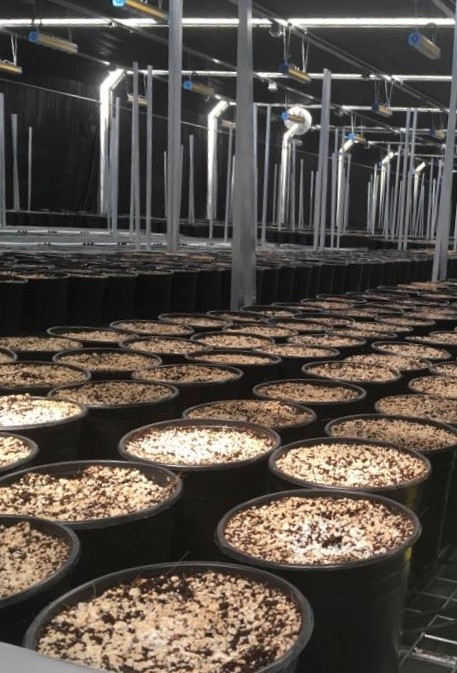 Commercial Cannabis Formula