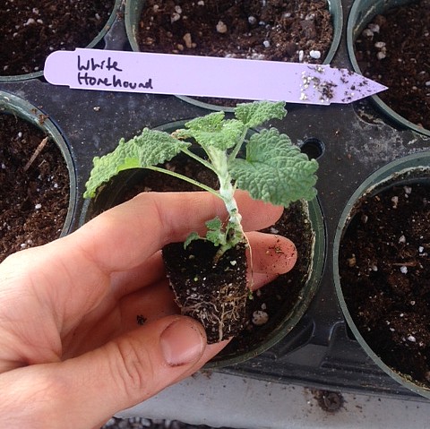 Organic Bio-Stimulant Enhanced Mulch