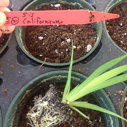 Organic Bio-Stimulant Enhanced Mulch