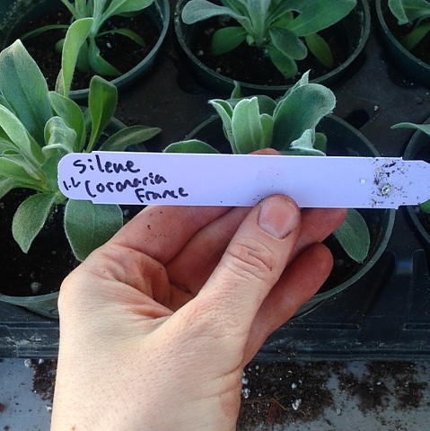 Organic Bio-Stimulant Enhanced Mulch