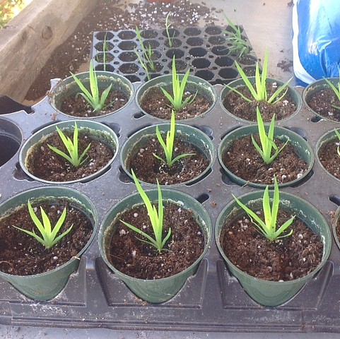 Organic Bio-Stimulant Enhanced Mulch