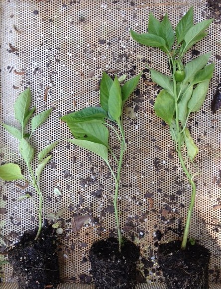 Pepper Plant Experiment