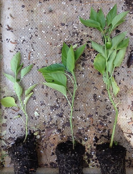 Pepper Plant Experiment