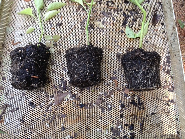 Pepper Plant Experiment